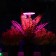 LED phytoslight, 2 watts, 5 c, in a pot, USB, multi -pointral, 1 circle