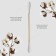 A set of cotton sticks, on a wooden basis, 7 cm, in a plastic organizer, 300 pcs