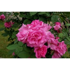 Seedling rose Plesy 