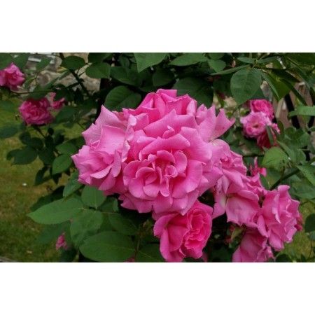 Seedling rose Plesy "Zephyrin Druen", tube, 1 pc, spring 2025