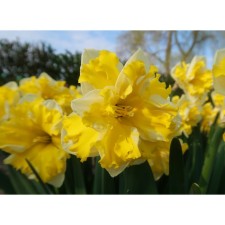 Narcissus with a broken crown of banana splash, 12/14 rr, 5 pcs, 40-50 h (cm), autumn 2024
