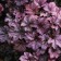 Geyera shallow vegetable Peles Peep, C2 pot, H10-50 height, 1 pc, summer 2024