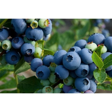 Blueberries are tall patriot, C2 pot, H20-40 Height, 1 pc, summer 2024