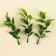A branch of greens, size 1 pc. - 12 × 3 × 3 cm, set 3 pcs.