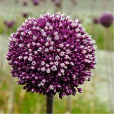 Onion decorative Summer Drammer, 10/12 rr, 3 pcs, 150 h (cm), autumn 2024