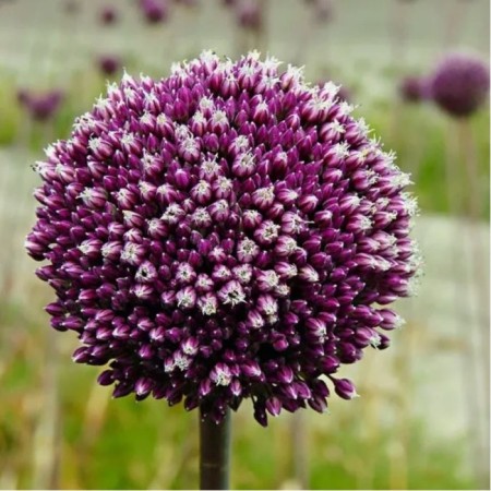 Onion decorative Summer Drammer, 10/12 rr, 3 pcs, 150 h (cm), autumn 2024