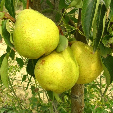 Seedling pear Polyushko, pot 2l., Summer 2024