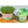Set for growing "My Microside", Korses Salates
