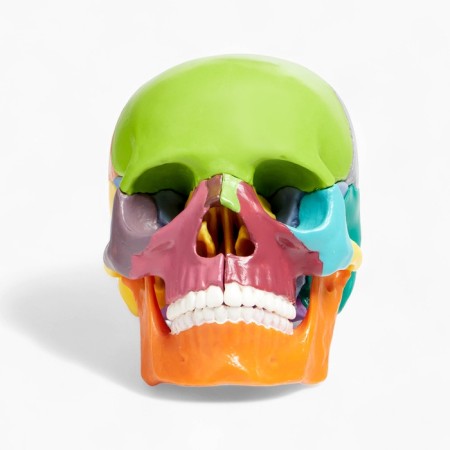 Mettle of the "Human Skull" multi -colored collapsible, 14*10*11cm-6