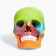 Mettle of the "Human Skull" multi -colored collapsible, 14*10*11cm