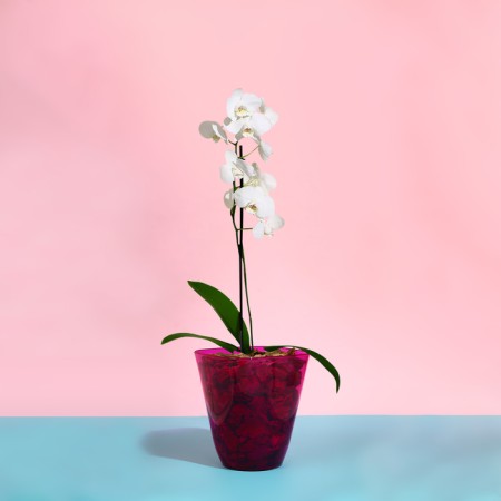 Pot for orchids, 2.5 l, 16.4 × 18.5 cm, plastic, transparent raspberry-2