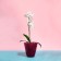 Pot for orchids, 2.5 l, 16.4 × 18.5 cm, plastic, transparent raspberry
