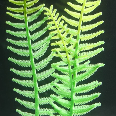 Silicone Aquarium plant, glowing in the dark, 8 x 23 cm, green-2