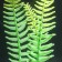 Silicone Aquarium plant, glowing in the dark, 8 x 23 cm, green