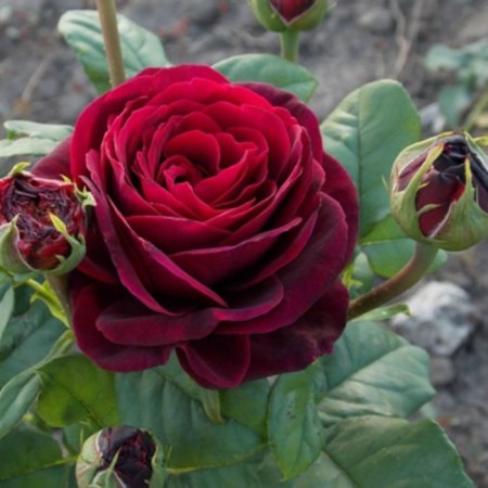 Seedling rose Countess Diana, tea-hybrid, pot 2 l., Summer 2024