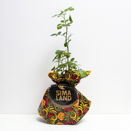 Seedling rose Don Juan, climbing, pot 2 l., Summer 2024-1