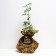 Seedling rose Don Juan, climbing, pot 2 l., Summer 2024
