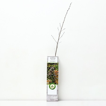 Birch in the dash "Royal Frost", 1 pc, tube, spring 2025