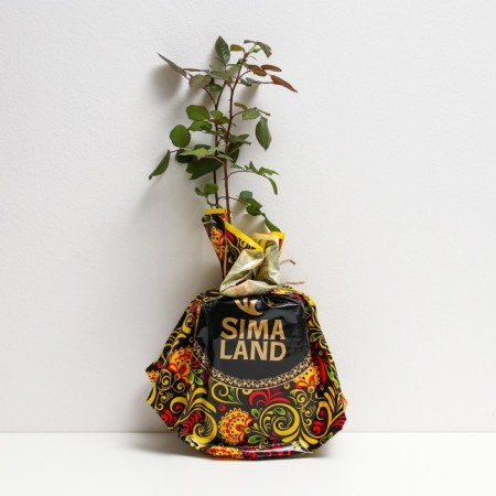 Seedling rose three d (3D), tea-hybrid, pot 2 l., Summer 2024-1