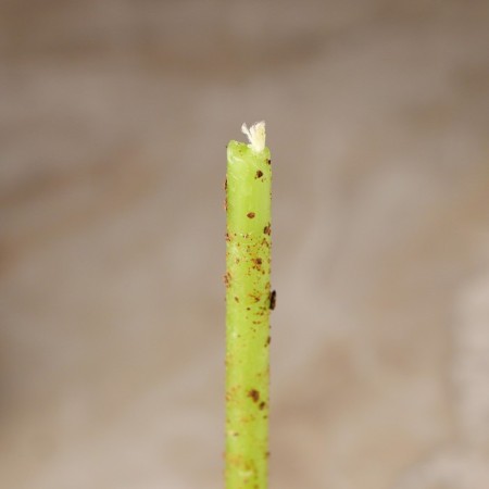 The candle is a magic wax "achievement", with cloves, 16x0.6 cm, green-2