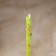 The candle is a magic wax "achievement", with cloves, 16x0.6 cm, green