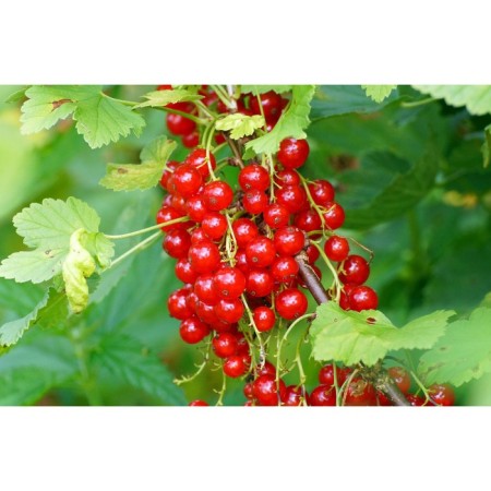 Currant Krasnaya Natalie, C5 pot, 1 pc, summer 2024