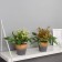 Bonsai in a poultry pot 18x8.5 cm, mix