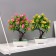 Bonsai in a pot "A tree with thin leaves and flowers" 10x24 cm, mix