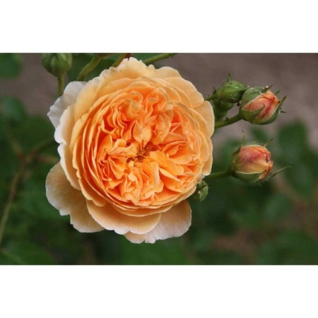 Seedling rose English park "Krown Princess Margaret", tube, 1 pc, spring 2025