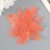 Leaves skeletered for creativity "coral" set 20 pcs h = 6-6.5 cm