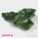 Menzhitsa 3 cells of the leaf, 22.1 × 7.6 cm, green color