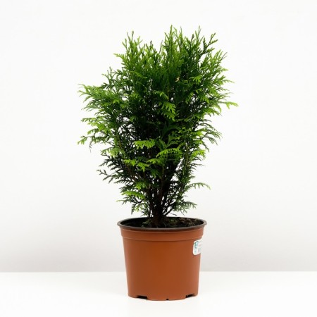 Thuja western globose, c3 pot, n30-40 height, 1 pc, summer 2024-1