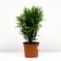 Thuja western globose, c3 pot, n30-40 height, 1 pc, summer 2024