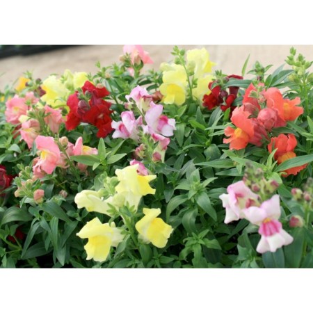 Seeds of Flowers Antirrinum "Search" "Snepshot", 1000 pcs.