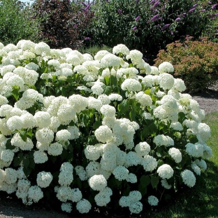 Hydrangea tree anabel, C3 pot, H10-50 height, 1 pc, summer 2024