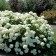 Hydrangea tree anabel, C3 pot, H10-50 height, 1 pc, summer 2024