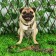 Kit "Masks", leash 130 x 2.5 cm, collar-tuture 40-54 x 2.5 cm, brown