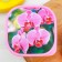 Lunch-Box "Orchids", 700 ml