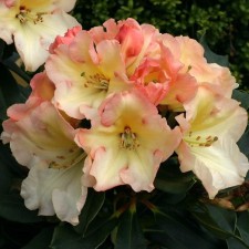 Rhododendron hybrid 