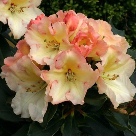 Rhododendron hybrid "saffrano", tube, 1 pc, spring 2025