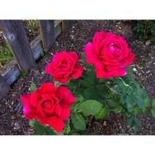 Seedling rose Plesy 