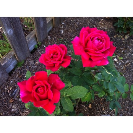 Seedling rose Plesy "Claiming Chrysler Empry", tube, 1 pc, spring 2025