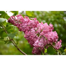 Giacintic lilac seeding 