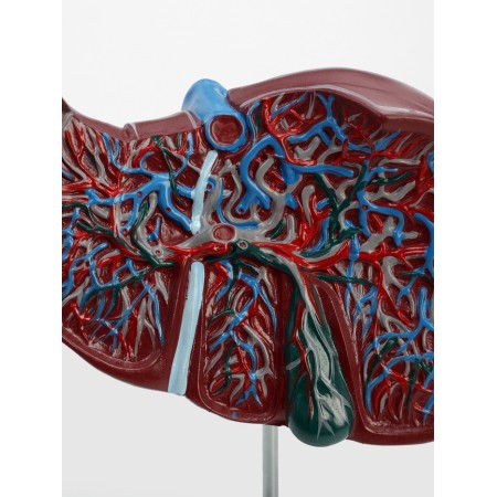 Matcage "liver in context"-3