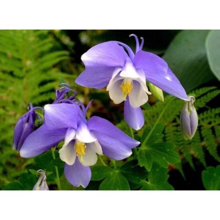 Aquilegia Veralovid "Camo Blue And White", P9 P9, 1 pc, Spring 2024
