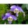 Aquilegia Veralovid "Camo Blue And White", P9 P9, 1 pc, Spring 2024