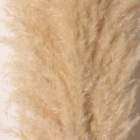 Sukhotzet "Cortery", 1 branch, length 140-150 cm, natural-1