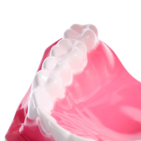 Game set "Human Jaw Model", 12 × 9 cm, with a brush, a mix of a mix-7