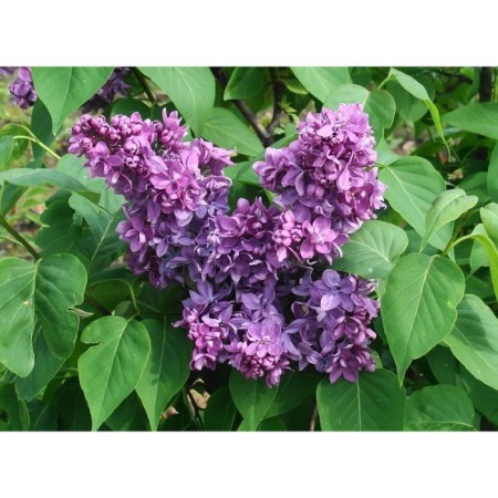 Ordinary Lilac "Marshal Lann" 1 pc, tube, spring 2025