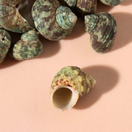 Natural decorative shells "Green shell" set 100 grams-2